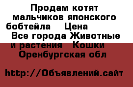 Продам котят мальчиков японского бобтейла. › Цена ­ 30 000 - Все города Животные и растения » Кошки   . Оренбургская обл.
